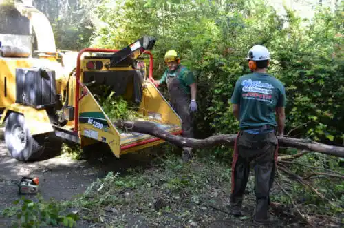 tree services Clarcona